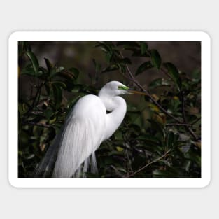 Great Egret with Breeding Colors and Plumes Sticker